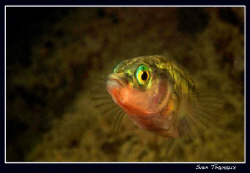Three-spined stickleback, male dressed in his courtship c... by Sven Tramaux 